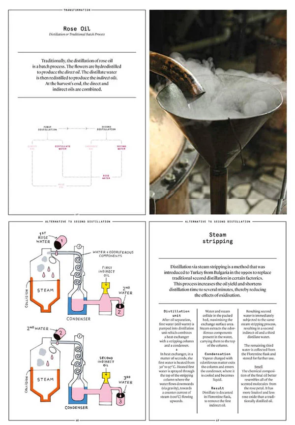 Damask Rose in Perfumery - Image 3