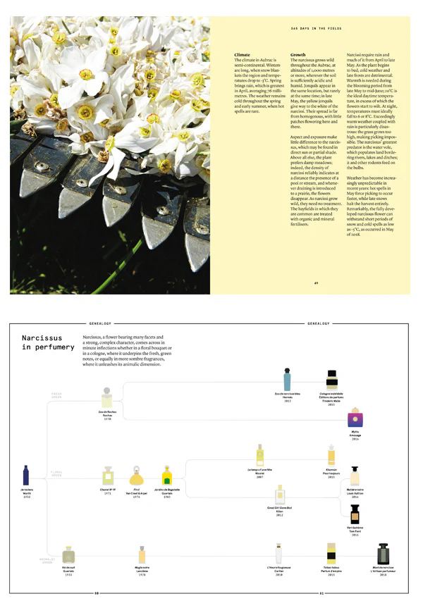 Narcissus in Perfumery - Image 3