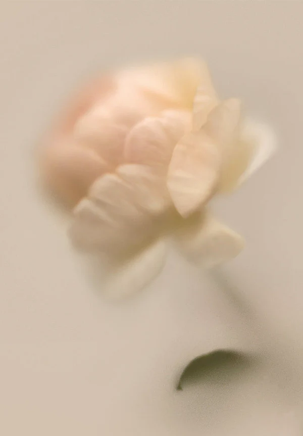 Rose Steady - Image 3